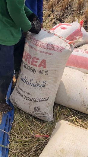 simple technique for tying rice sacks tightly to the harvest #shorts