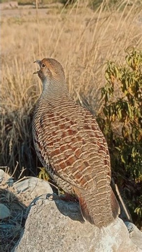 Desi Teetar Clear Natural Voice | Partridge Sound#desiteetar #partridgesound #birdcalls #natureaudio