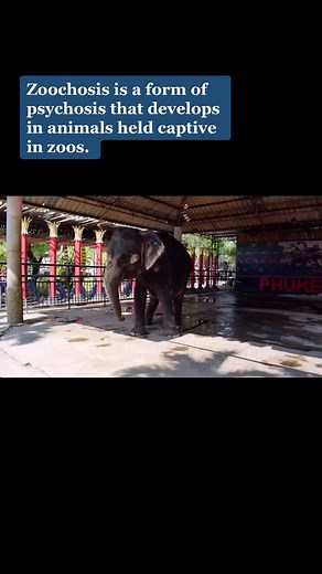 This elephant is swaying repeatedly, a symptom of psychological distress 💔 let wild animals be free 🐘 #wildlife #fyp #elephant