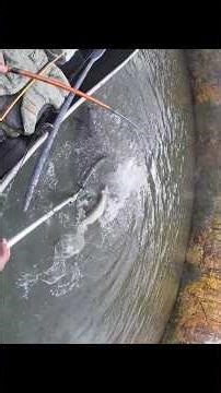 36" Musky (October 2023) #musky #muskyfishing #michigan #puremichigan #fishing