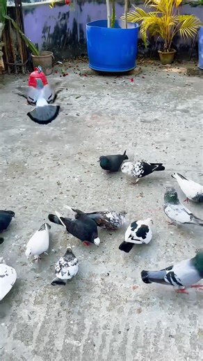 Crazy Male Desi Pigeon Calling Loudly | Attention Seeking Pigeon in My Loft. #ytshorts