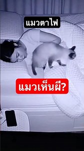 รู้ไหมแมวมองเห็นสิ่งที่มนุษย์ไม่เห็น ￼#cat