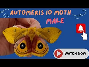 Automeris IO moth, male