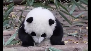15K views · 1.7K reactions | Baby He hua ! 殺殺 #panda #fluffy #pandas #cute #naturephotography #nature #care #beautiful #love #babypanda #babypandas #funnyanimals #babypanda #babypandas #playingtoys #playing | Pandas, a Light In My Heart | Facebook
