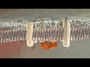 About Berinert - Clinical Overview