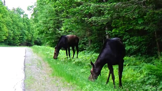 Hungry moose duo munch away