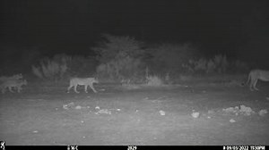 You can tell that the lions in the Botswana Predator Conservation study area around Santiwani in northern Botswana do not have a television 😉. Captured in northern Botswana on a Browning Strike Force Pro XD camera trap that is monitoring African wild dog scent-marking sites for Botswana Predator Conservation's BioBoundary Project. Thanks to Saint Louis Zoo WildCare Institute, WildIze Foundation and Belmond Safaris for funding. #louisvuitton #browningtrailcameras #cameratraps #cameratrapping #Bi