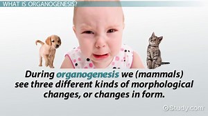 Organogenesis | Definition & Overview