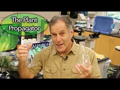 What is Orchid Flasking?