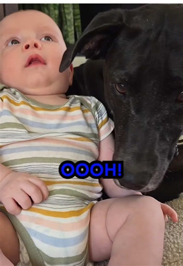 Replying to @Lillabloom WhO eVeR sMeLt iT DeLt iT 🐕💨 #talkinganimals #animalvoiceover #voiceover #dogsoftiktok #horsetok