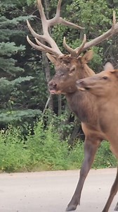 2.1K views · 21 reactions | I did not know deer could do this sound #DeerSound #Unexpected #NatureSurprise #720P #HD #Wildlife #Animals #Curiosity #NatureDiscovery #AnimalSounds #Deer #AmazingNature #WildlifeWonder #NatureLovers #SurprisingFacts #animalbehavior | Carlv. | Facebook