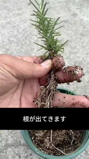ローズマリー、挿し木で簡単に増やせます