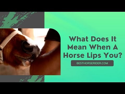 What Does It Mean When A Horse Lips You?