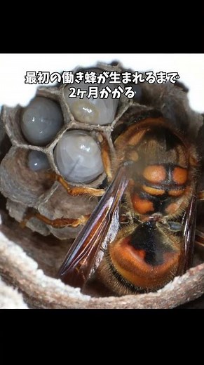 The spring seasons for hornets and honeybees are so different! #JapaneseHoneybee #InsectObservation