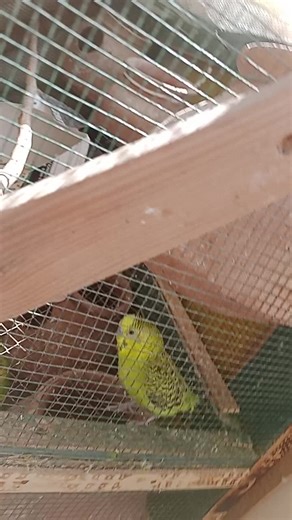 Australian Parrot Care Tips for Bird Enthusiasts