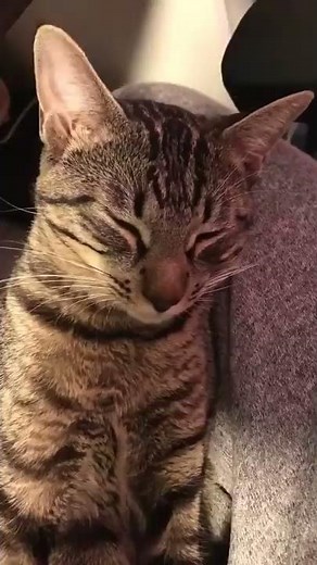 猫をなでると抱きついてくるの最高に可愛い