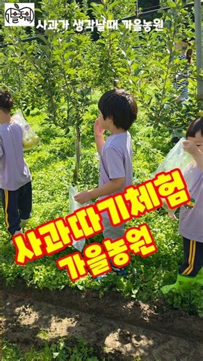 사과따기체험 예람 어린이집 가을농원 #shorts