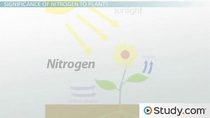 Nitrogen Fixation Definition, Cycle & Importance