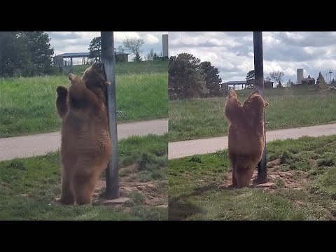 Real Life Baloo The Bear 'Dances' On Pole