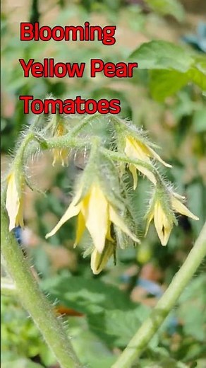 Blooming Yellow Pear Tomatoes Lots of brand new blooms #gardening #tomatoes