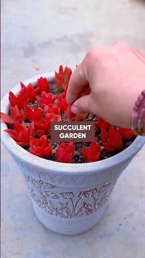 Succulent Stem Propagation 101 🌱 Get Roots FAST from Cuttings!