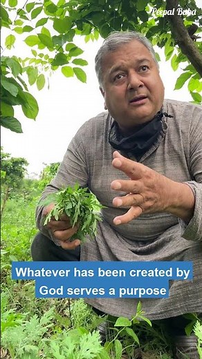 What to do with the invasive grass species Parthenium?