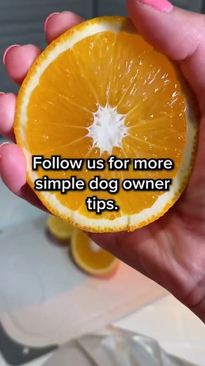 8.8K views · 52 reactions | What's your pup's favorite snack?  #dogdiet #dognutrition #dogfood #dogtips | PetLab Co. | Facebook