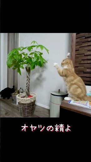 祈り続ける猫🐾今日も報われず【可愛いお願いポーズ】