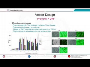 VectorBuilder | From Design to Therapy : Streamline Your Research with VectorBuilder