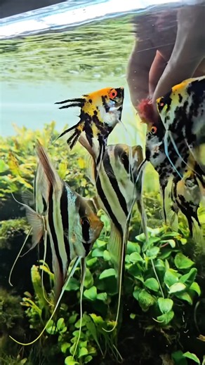 It’s feeding time for the Angelfish 😍