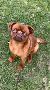 Brussels Griffon 101: Secrets to a Healthy and Happy Pup
