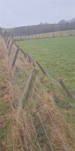 Hawk and Falconry Adventures with Harley