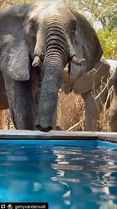 WOAH! Imagine you’re having a dip in the pool and suddenly this guy pops out and starts having a drink! 🐘💦😅 What would you do?? Only at our Kanga Camp! 🐘🇿🇼 “It’s a great experience to sit in the cold water - remember it’s HOT outside - and watch these amazing mammals have a drink up close and personal. This was one of the many highlights of my recent trip to Kanga Camp with @wildeyesa safari 🐘📷” - @gerryvanderwalt Visit the link to discover more about our Kanga Camp in Mana Pools! 🐘 htt