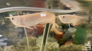 Behold the Leucistic Silver Arowana, a breathtaking spectacle of nature's beauty. This rare variant of the Silver Arowana glows with an ethereal presence, captivating all who gaze upon it. With its majestic swimming and unique appearance, the Leucistic Silver Arowana is a prized addition to any aquarium, bringing a touch of otherworldly charm to your aquatic collection. 🐠✨ #LeucisticSilverArowana #EtherealBeauty #AquariumMarvel | Pet Zone Tropical Fish, San Diego, California