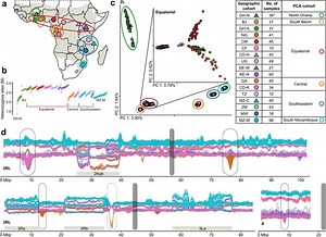 Anopheles Luteus Genome Decryption: A New Front in Malaria Control – Archyde