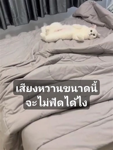 Exploring Kimbapcat: The Adorable Cat Sounds