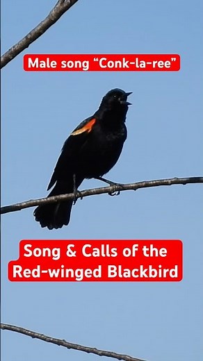 Red-winged Blackbird Song & Calls #redwingedblackbird
