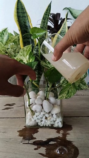 225K views · 1.3K reactions | Sansevieria plants cuttings propagation in water  #sansevieria #pothos #gardening #garden #plantsreels #trendingreels #reels #facebookviral #viralpost2025 | Gardening Ideas | Facebook