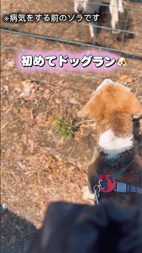 ボクの初めてのドッグラン🐶 #dog #シニア犬 #ビーグル #癒し #beagle #ショート #犬 #ドッグラン #犬のいる生活 #かわいい #いぬ #散歩 #老犬 #富士山