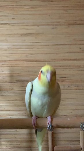 Cockatiel Singing Another One Bites the Dust