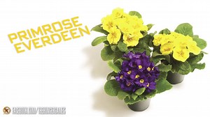 82K views · 1.2K reactions | She is as special as the Primrose flower she’s named after. What do you think is #Prim’s most defining characteristic? #THEHUNGERGAMES | Hunger Games Page | Facebook