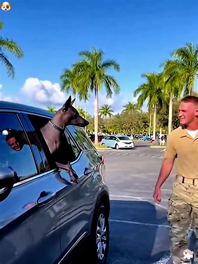 Heartwarming Soldier Returns to Dog at University