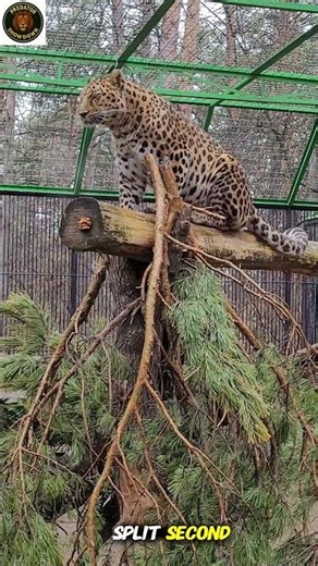 Leopard: The Ghost of the Jungle You’ll Never See Coming | leapord