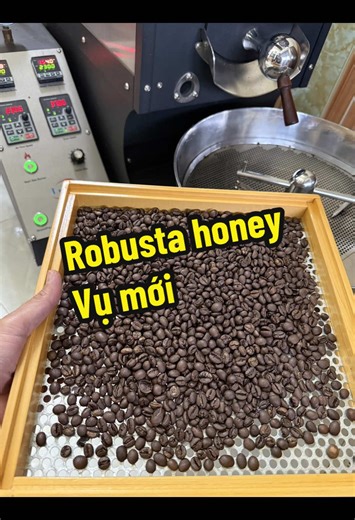 Test mẫu.cà robusta honey vụ mới 98-99% #giacaphe #robusta #robustahoney