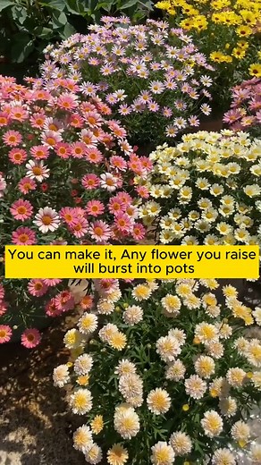 127K views · 1.3K reactions | Rooting agent is simple and easy to make #gardening #garden #gardeningtips #gardenlife #gardeninspiration #gardenideas #gardenlove #gardendesign #gardenersofinstagram #gardenersworld #garden_styles #gardenphotography #gardenlovers #gardenerslife #gardenart #gardenbeauty #gardensofinstagram #gardenplants #gardenviews #gardenersparadise #gardenista #gardeningcommunity #gardenloversclub #gardenaddict #gardeners #gardenerslife | Gardening Lover | Facebook