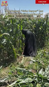 The Western "Grim Reaper" has changed its work and started harvesting corn stalks