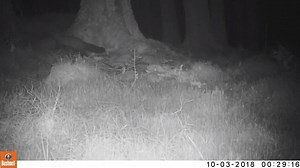 Pine martens captured on a fairly late visit to Strathyre: https://www.forestholidays.co.uk/scottish-wildlife-holidays/ | Forest Holidays