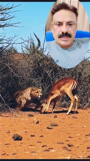 :Cheetah vs Wildebeest – Ultimate Speed vs Strength Showdown!