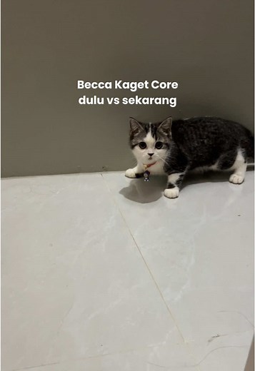 Kompilasi Lucu Kucing Kaget dan Menggemaskan