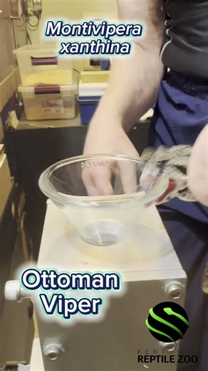 KRZ on Instagram: "Ottoman viper venom extraction - Montivipera xanthina #kyreptilezoo #venomoussnake #viper"